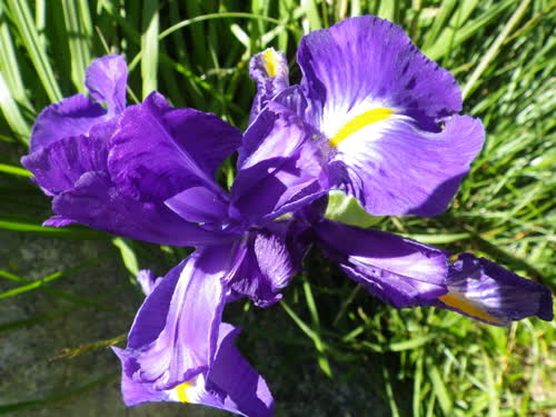 Topo/Reseña Iris latifolia