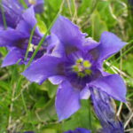 Gentiana acaulis