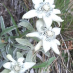 Edelweiss